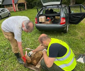 Kość mamuta znaleziona w Małopolsce