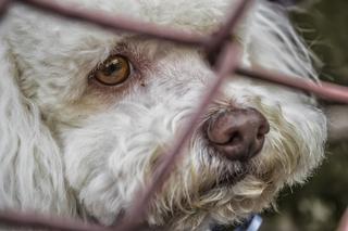 Obowiązkowe szkolenia dla właścicieli psów! Hiszpański rząd zaostrzył przepisy