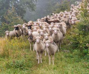 Nietypowe przekroczenie polskiej granicy. Stado owiec przedostało się do Ukrainy