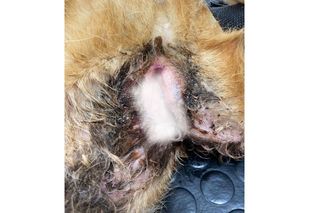 Założyli psu na szyję gumę, trytytki, żeby wrzynały się tchawicę. Jest wyrok sądu za znęcanie się nad Marcelinką. To były tortury