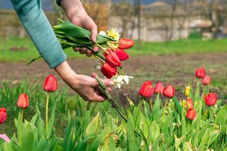 Czy ścinanie kwiatów ma wpływ na wzrost cebulek tulipanów? [Porada eksperta]