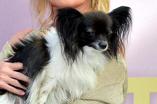 Rzucił Kasprzyk na kolana. Ewa Kasprzyk z pieskiem Shakirą