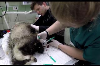 Pozszywali borsuka Karola