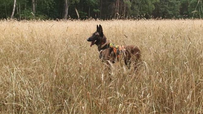 Dafne, bohaterka na czterech łapach. Bolesna diagnoza i trudna walka o zdrowie