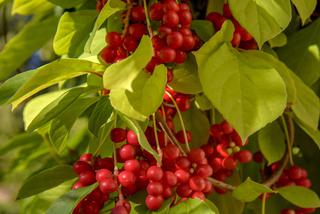 Rzadkie gatunki krzewów i drzew owocowych do uprawy w ogrodach