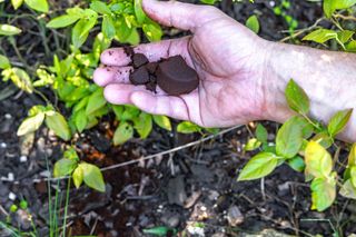 We wrześniu zawsze podsypuję tym krzewy borówek. W kolejnym sezonie mam zatrzęsienie owoców jak nikt w okolicy