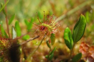 Ogromne zmiany w Puszczy Boreckiej. Co oznacza powiększenie rezerwatu Borki na Mazurach?