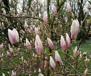 Piękne magnolie pod Poznaniem