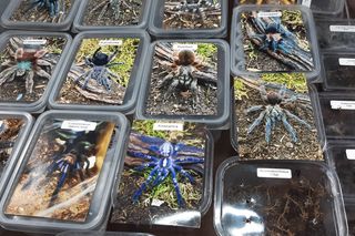 Animals Live TARNÓW