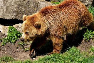 Tatry. Co z rodziną niedźwiedzi z Doliny Gąsienicowej? Świetne wieści dla turystów!