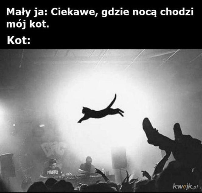 Koty opanowały internet! Memy z mruczkami bawią do łez [TOP 45]