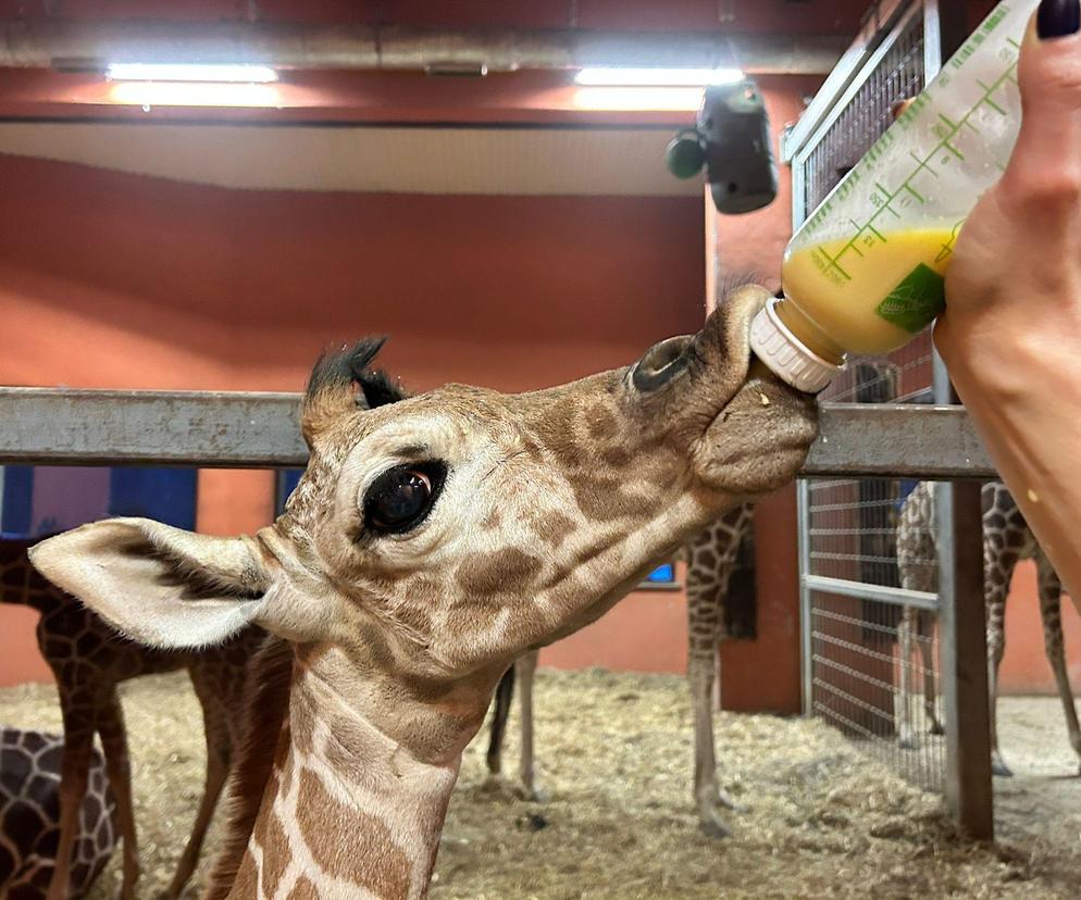 Żyrafa Lilo urodzona w chorzowskim zoo
