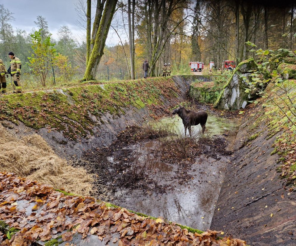 Klępa wpadła do basenu. Niecodzienna akcja ratunkowa w Wilczym Szańcu