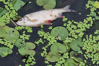 Śnięte ryby w Wiśle w Krakowie! Przyrodnicy alarmują [ZDJĘCIA]