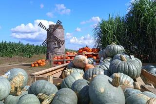 To prawdziwy raj dla jesieniar! Znajduje się niedaleko Gdańska! 