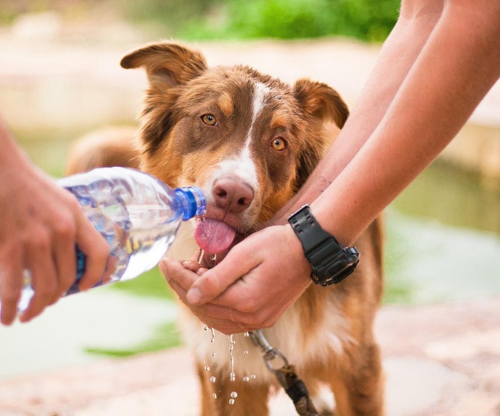 Pies pije wodę 