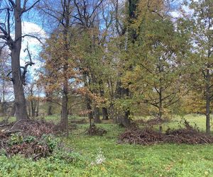 Zamek w Dąbrówce Starzeńskiej