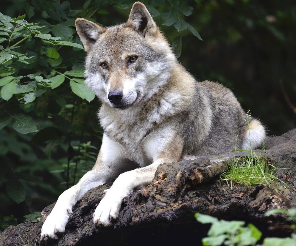Wilki w okolicach Radomia. Leśnicy uspokajają i apelują o rozwagę