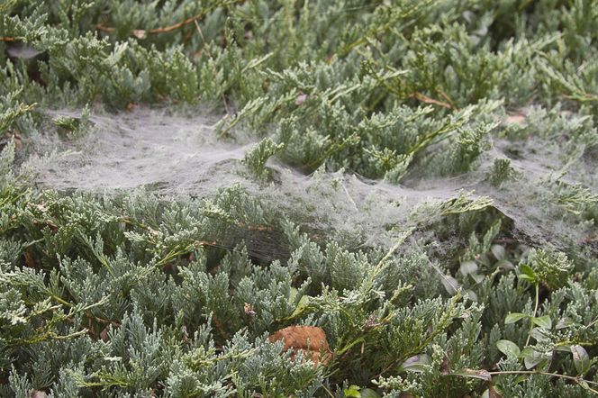 Pajęczyny na iglakach