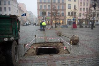Sadzą drzewa na Rynku Nowomiejskim w Toruniu