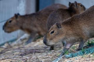 Kapibary przejmują łódzkie ZOO! Do dwóch samic dołączył samiec