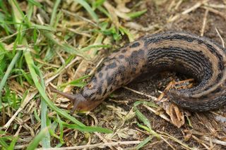 Ślimak nagi: pomrów wielki