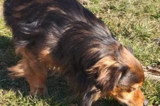 Pan Władysław zgubił się i nie potrafił wrócić do domu! Do końca czuwał przy nim jego piesek [ZDJĘCIA]