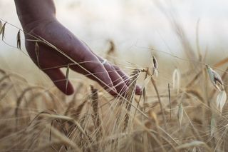 Czy zmiana  sytuacji na rynku  i pogorszenie  nastrojów  przekłada się  na inwestycje  rolników?