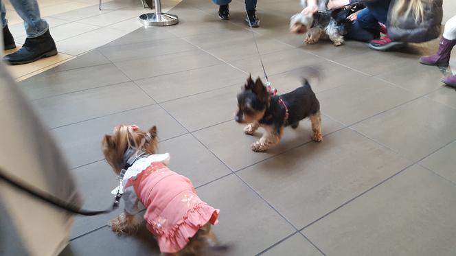 Miss i mister yorków w SCC