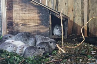 Zaadoptuj nutrię. Już teraz możesz stać się wirtualnym rodzicem uratowanego przez rzezią gryzonia z Rybnika