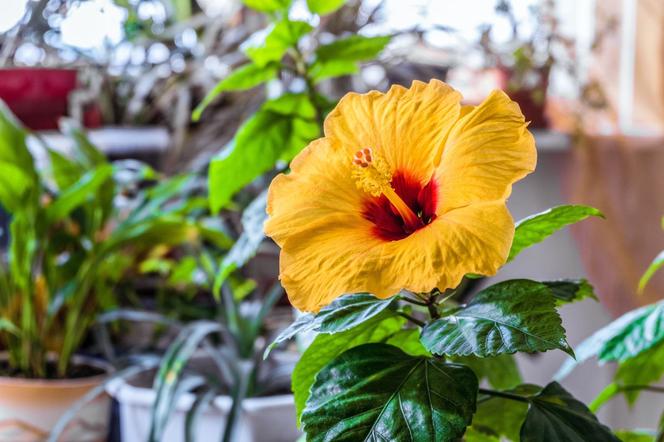 Hibiskus, róża chińska, ketmia. Jak uprawiać hibiskusa w doniczce? Jak o niego dbać?