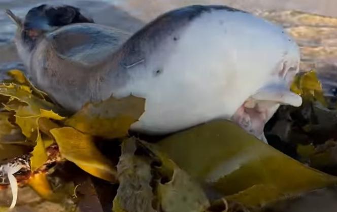 Dziwne znalezisko na plaży. Morskie stworzenie przypomina człowieka! [WIDEO]