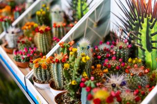 Kaktusy doniczkowe – jak pielęgnować kaktusy w domu
