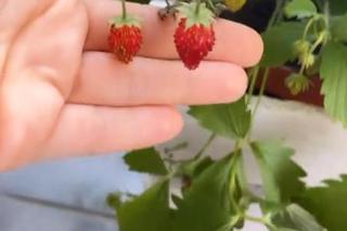 M jak miłość: Katarzyna Cichopek (Kinga) walczy ze szkodnikami na Instagramie