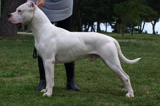 To najniebezpieczniejsze psy. Są w specjalnym wykazie ras agresywnych