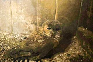 Wielkie oczy wołały o pomoc. Puszczyk utknął w kominku