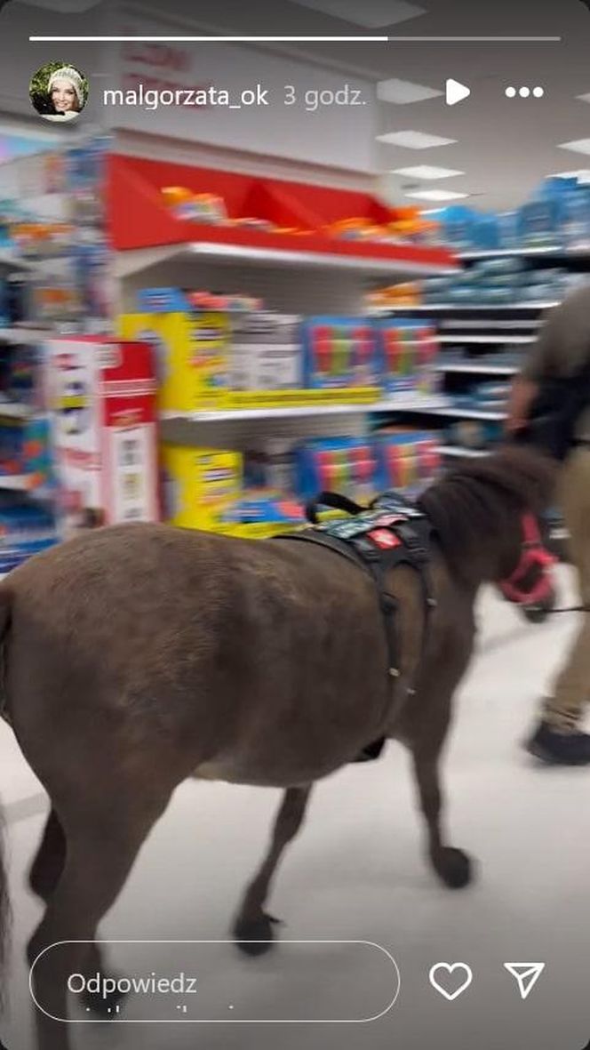 Małgorzata Ostrowska-Królikowska spotkała konia w supermarkecie. Wszystko nagrała!