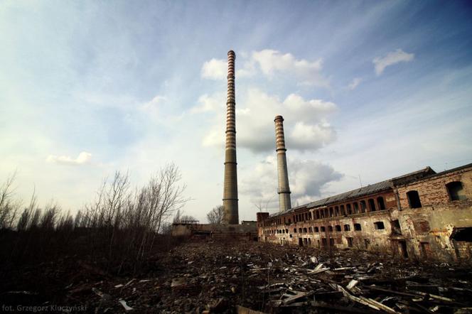 Łabędź pomylił kałużę z rzeką. Na pomoc ruszyli szczecińscy strażnicy miejscy
