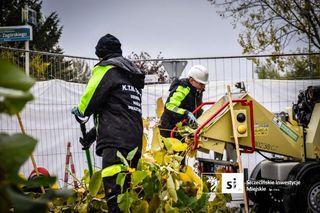 Usuwanie rdestowca na budowie Trasy Północnej