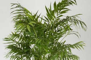 Chamedora wytworna (chamedora wyniosła, palma koralowa) - Chamaedorea elegans
