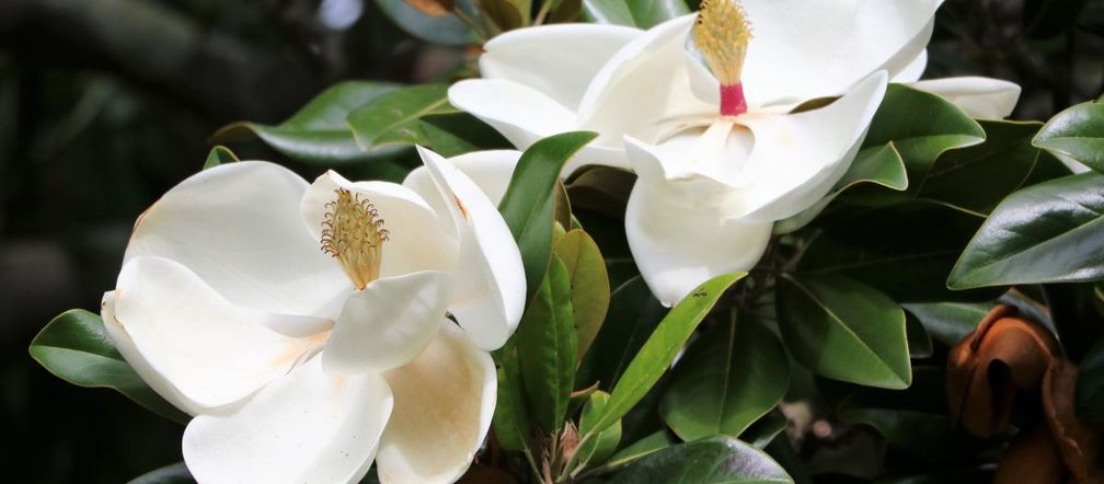 Magnolia wielkokwiatowa