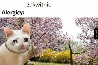 Wiosna 2025: Memy opanowały internet! Zobacz najzabawniejsze memy na powitanie wiosny [21.03.2025]