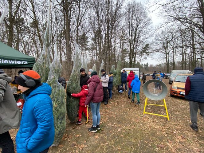 Akcja wycinania choinek w leśnictwie Grodziec