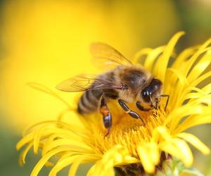 Dziś Światowy Dzień Pszczół. Warto zostać ich przyjacielem 