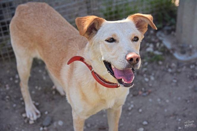 PIES DO ADOPCJI - Bella
