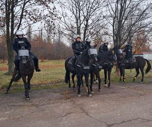 Atestacja koni służących w łódzkiej policji i straży miejskiej