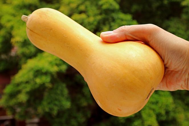 Dynia piżmowa - Butternut