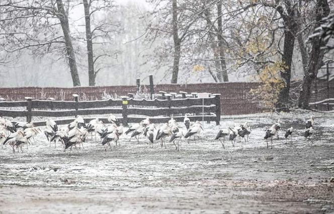 Bociany zostały na zimę w Polsce