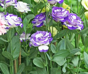 Eustoma wielkokwiatowa
