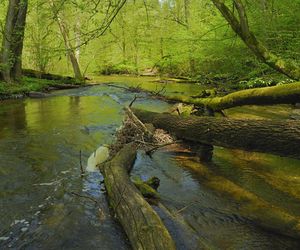 To najładniejszy las w woj. warmińsko-mazurskim. Zachwyca naturalnością i historią